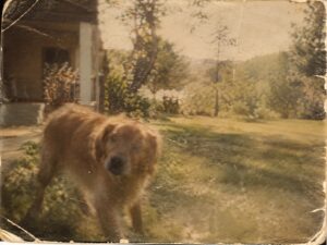 Photographie ancienne aux tons sépia d'un chien doré dans un jardin, devant une maison.